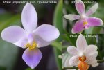 Species Phalaenopsis